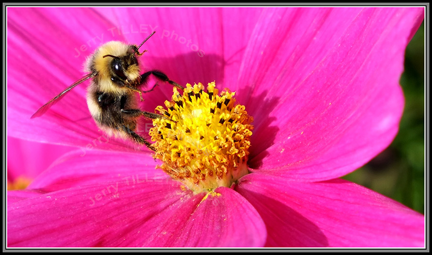wordpress-bee-&-flower